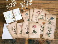Picture Book Style Message Cards with a Case / Alpine Plants