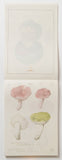 100 Letter Book / Antique Mushroom Illustrations