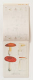 100 Letter Book / Antique Mushroom Illustrations