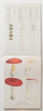 100 Letter Book / Antique Mushroom Illustrations