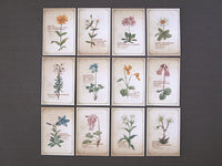 Picture Book Style Message Cards with a Case / Alpine Plants