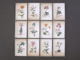 Picture Book Style Message Cards with a Case / Alpine Plants
