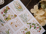OURS Stamp Sticker Set - New Wild Plants (2 pieces)
