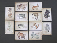 Picture Book Style Message Cards with a Case / Forrest Animals