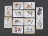 Picture Book Style Message Cards with a Case / Forrest Animals