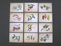 Picture Book Style Message Cards with a Case / Tree Nuts