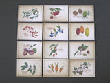 Picture Book Style Message Cards with a Case / Tree Nuts