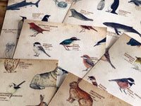 Picture book Style memo letter paper set with case / Animals