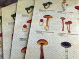 Picture book Style letter set / Mushroom