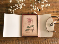 Picture Book Style Message Cards with a Case / Alpine Plants