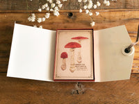 Picture Book Style Message Cards with a Case / Mushroom