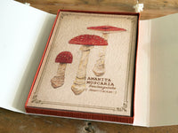 Picture Book Style Message Cards with a Case / Mushroom