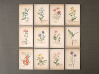 Picture Book Style Message Cards with a Case / Wild Flowers
