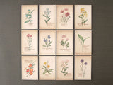 Picture Book Style Message Cards with a Case / Wild Flowers
