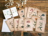 Picture Book Style Message Cards with a Case / Alpine Plants
