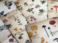 Picture book Style memo letter paper set with case / Plants