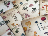 Picture book Style memo letter paper set with case / Plants