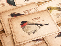 Picture Book Style Message Cards with a Case / Birds