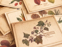 Picture Book Style Message Cards with a Case / Tree Nuts