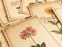 Picture Book Style Message Cards with a Case / Alpine Plants