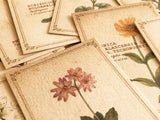 Picture Book Style Message Cards with a Case / Alpine Plants