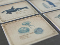 Picture Book Style Mini Message Cards in a matchbox / Sea Creatures