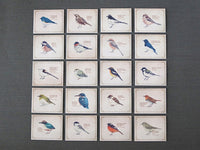 Picture Book Style Mini Message Cards in a matchbox / Birds