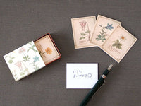 Picture Book Style Mini Message Cards in a matchbox / Alpine plant