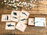 Picture Book Style Mini Message Cards in a matchbox / Sea Creatures