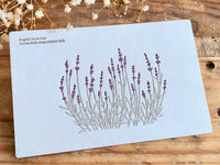 High Quality Botanical Garden Letterpress Postcard - English Lavender