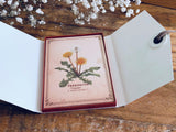 Picture Book Style Message Cards with a Case / Wild Flowers