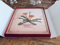 Picture Book Style Message Cards with a Case / Wild Flowers
