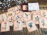 Picture Book Style Mini Message Cards in a matchbox / Wild Flowers