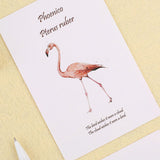 Beautiful Postcards - Flamingo